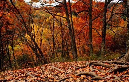 光霧山紅葉