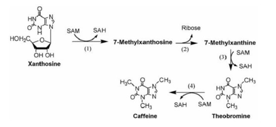 植物中咖啡鹼合成的核心途徑