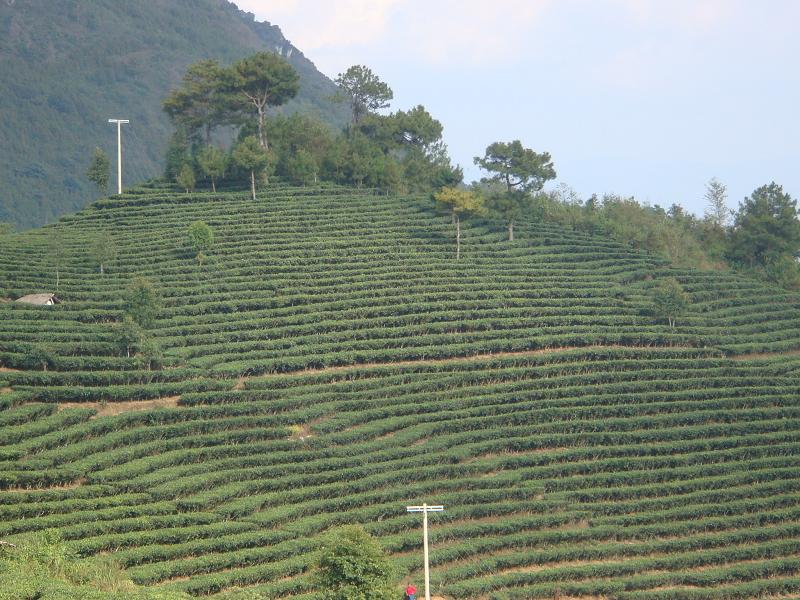 生態茶園