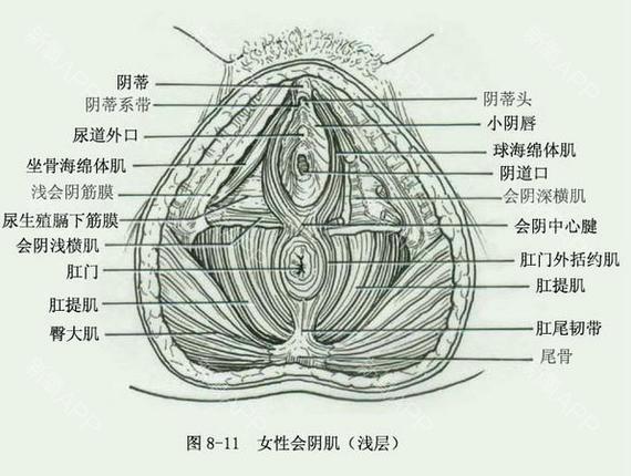 大陰唇