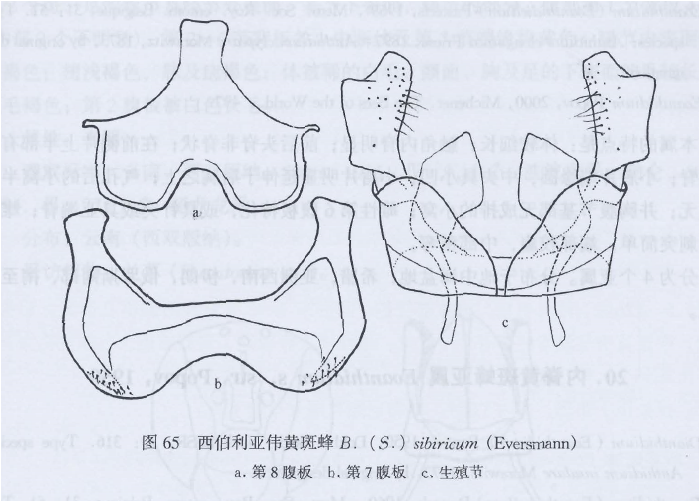 西伯利亞偉黃斑蜂