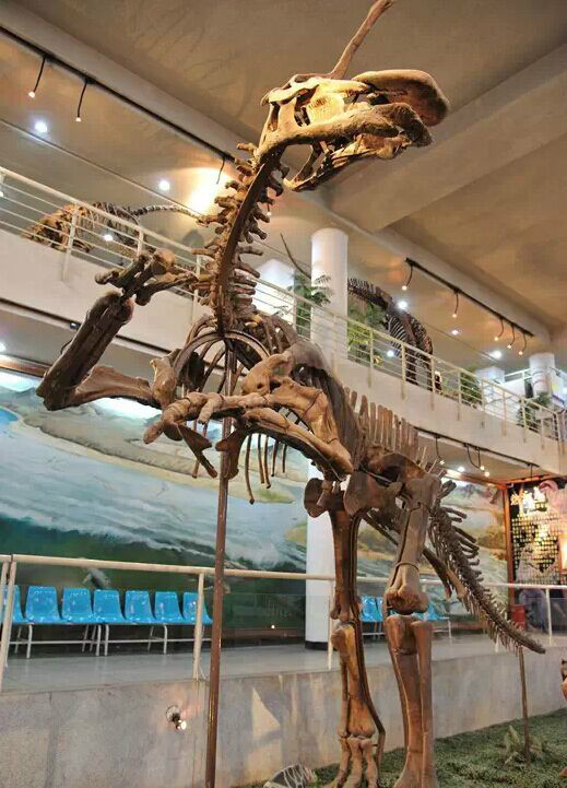 棘鼻青島龍化石（藏於中國古生物博物館）
