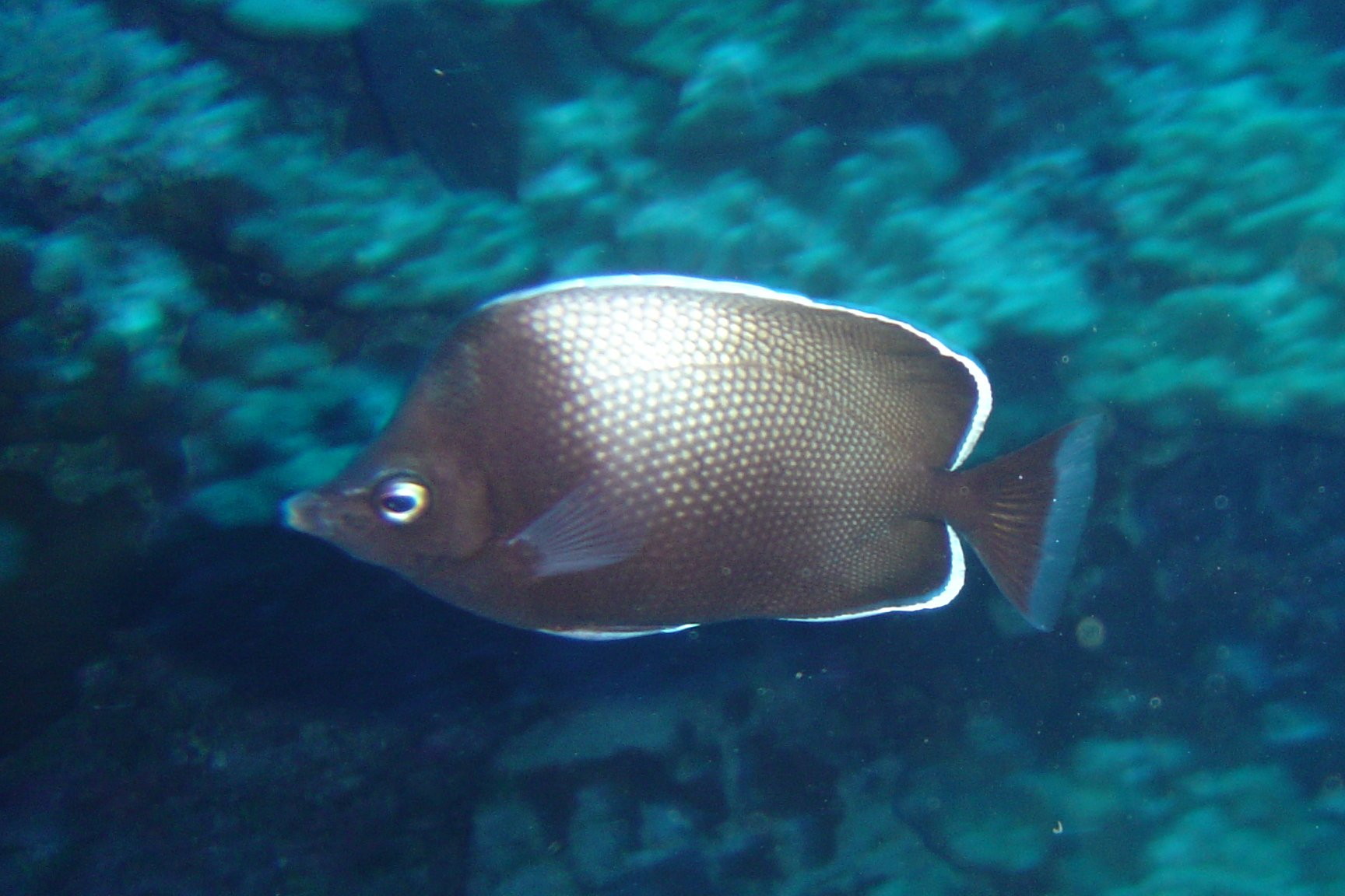 白梢蝴蝶魚