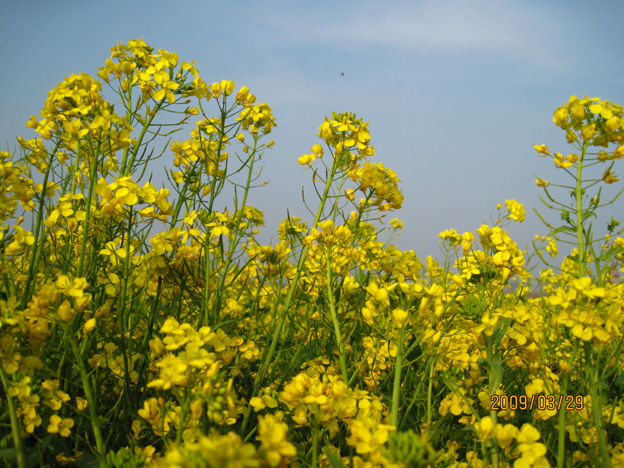 油菜