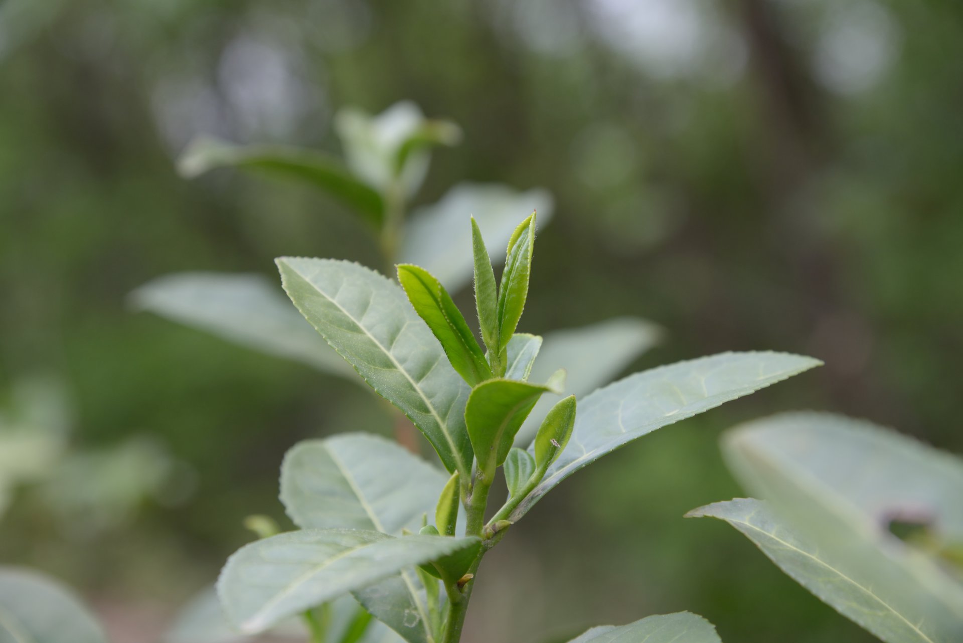 隨州芽茶