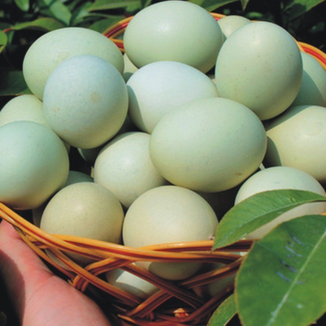 印江綠殼雞蛋