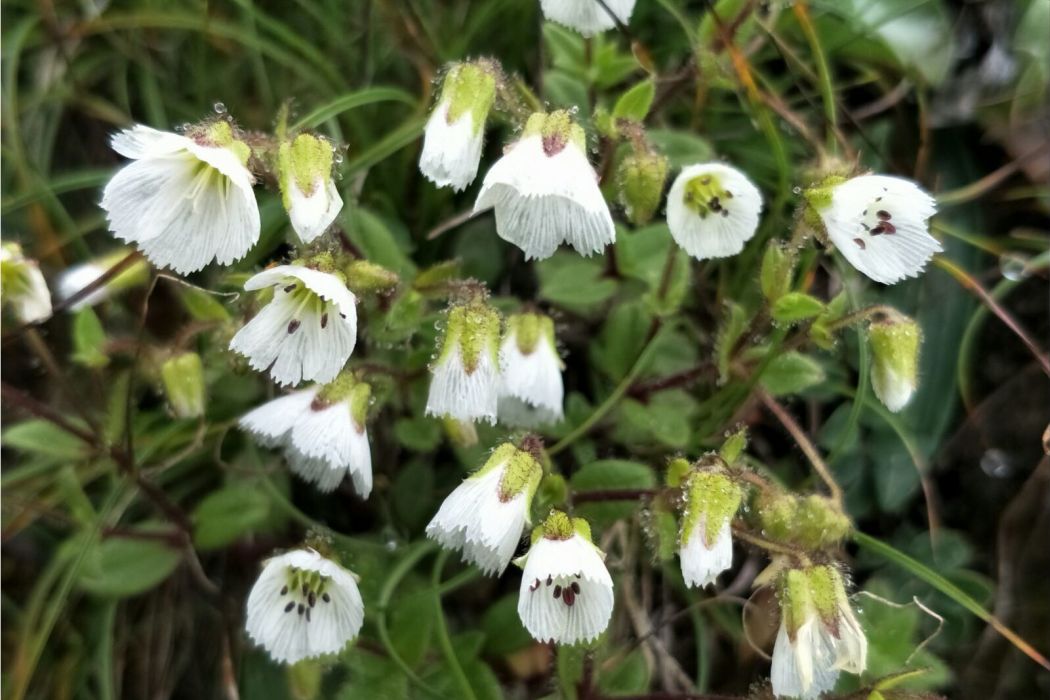 須花無心菜