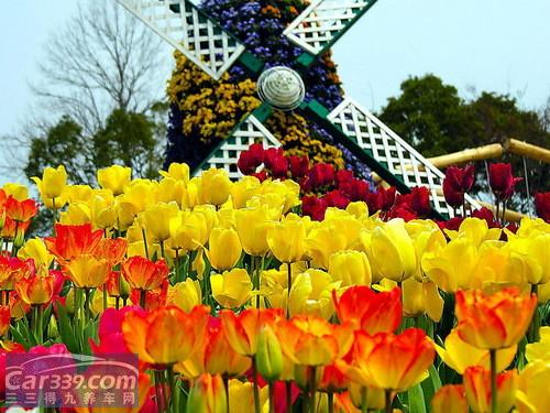 金盞鬱金香花園