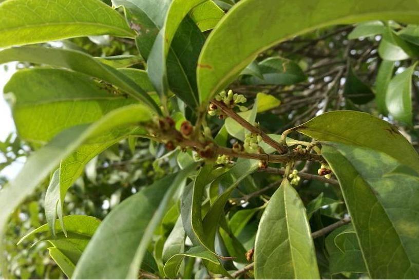 桂花黃山學院9號