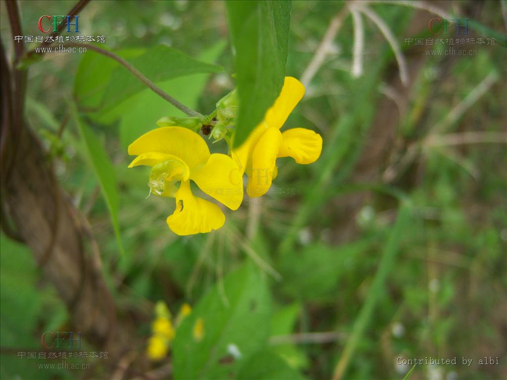 赤小豆花