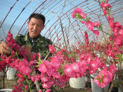 花農在管理桃花木