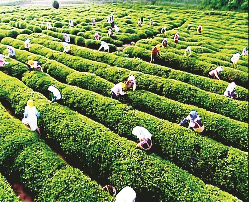 海青綠洲茶葉精品園