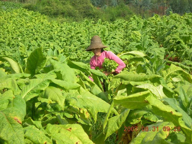 烤菸種植