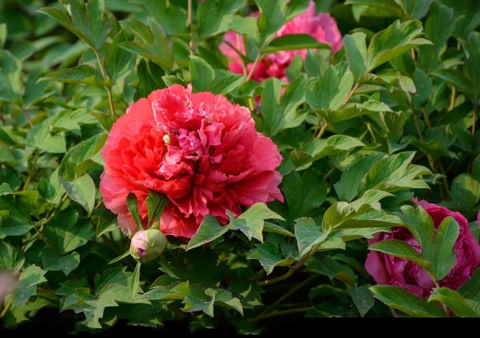 錦上添花(芍藥屬牡丹栽培品種)