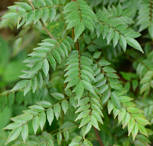 荔枝藤(牛栓藤科植物小葉紅葉藤被子植物門)