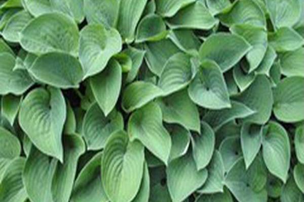 Hosta \x27Hadspen Blue\x27