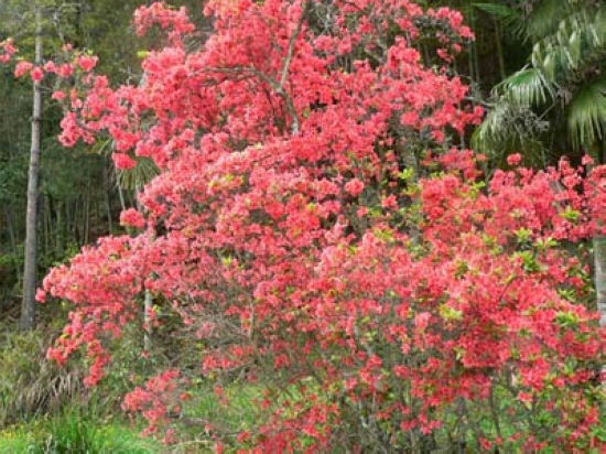 四季杜鵑花