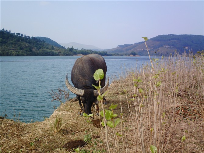 鹿寨縣鹿寨鎮新村村