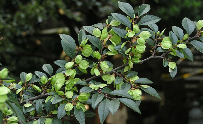 榔榆葉(蕁麻目榆科植物)