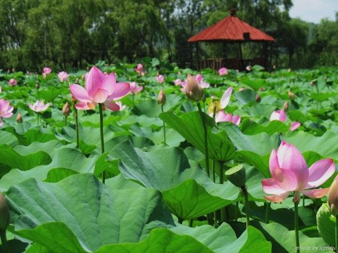 蓮花灣