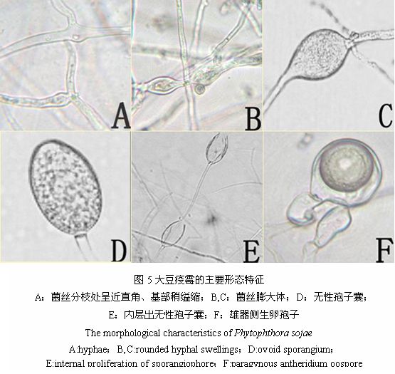 茶柱孢黴菌根腐病