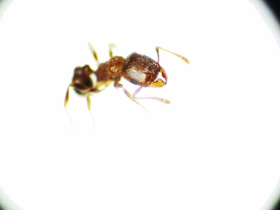 放大40倍後拍攝的亮紅大頭蟻。