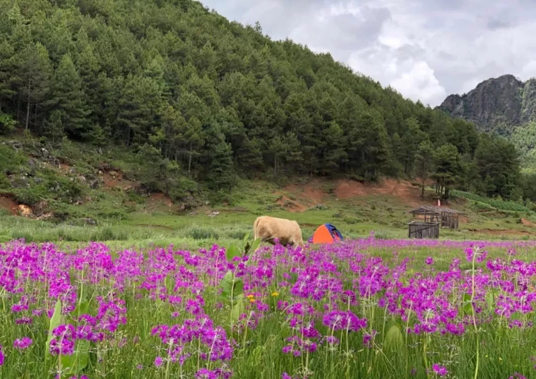 南溪村(雲南省玉龍縣黃山鎮南溪村)