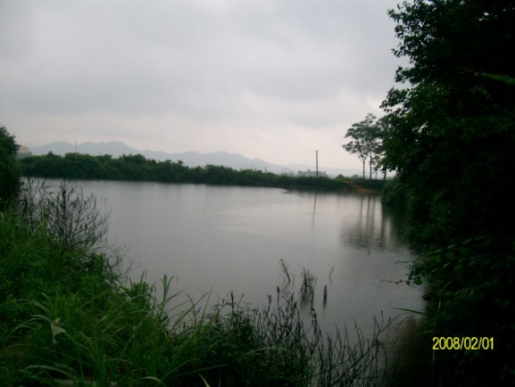 生態甲魚場景