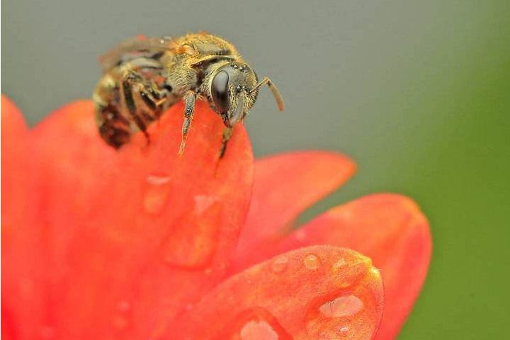 光滑淡脈隧蜂