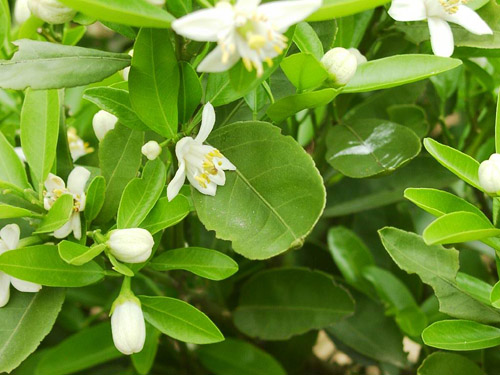 橙花 草本植物 簡介 本質 氣味 花語 功效 心理療效 生理療效 皮膚療效 特殊 中文百科全書