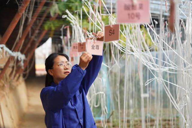 張莎莎(河北省肅寧縣綠苑蔬菜專業合作社負責人)