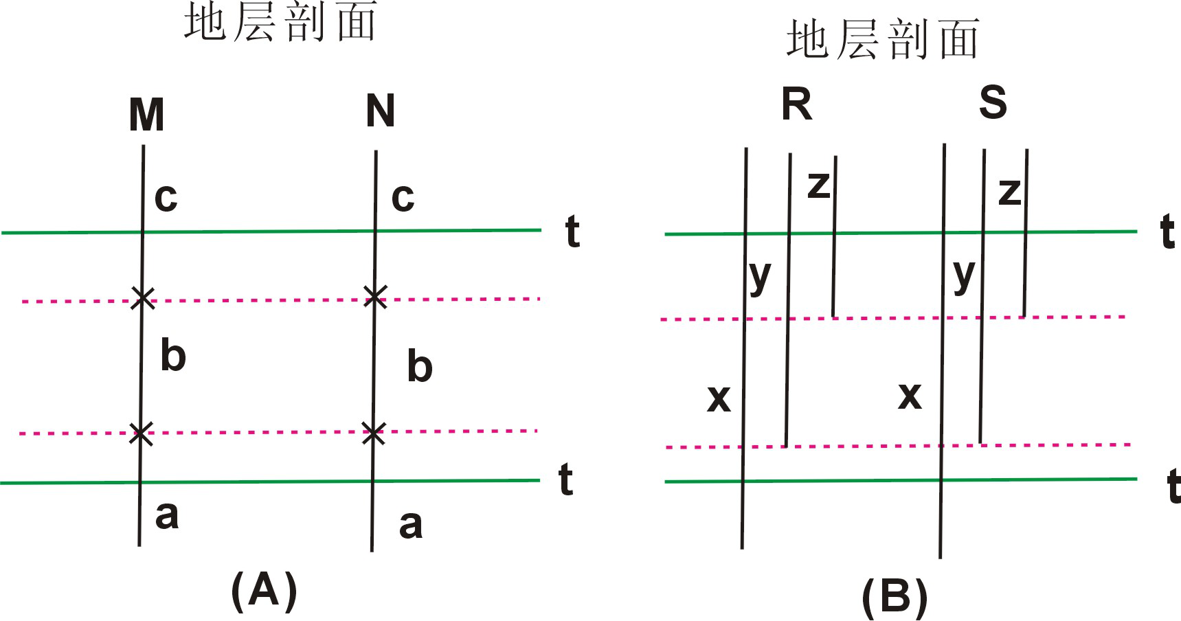 譜系帶