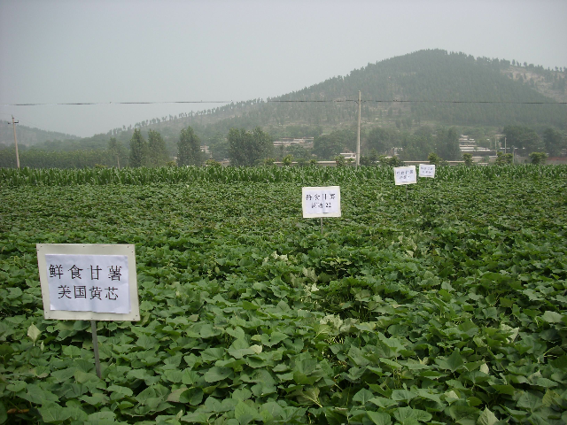 平陰鮮食地瓜