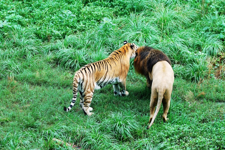 獅虎獸(獅虎)