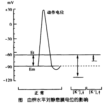 血鉀水平對靜息膜電位的影響