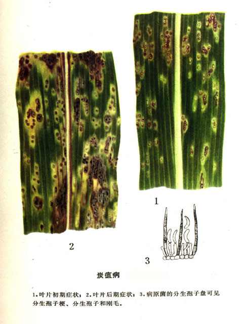 禾草炭疽病
