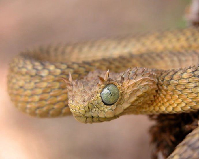 侏儒響尾蛇