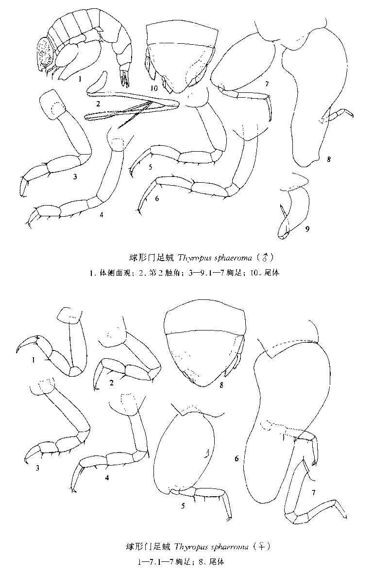 球形門足戎