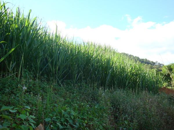 團山自然村