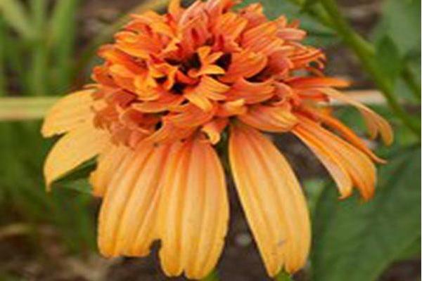 Echinacea (Supreme Series) \x27Cantaloupe\x27