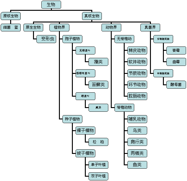 Wikipedia:生物分類表の見方