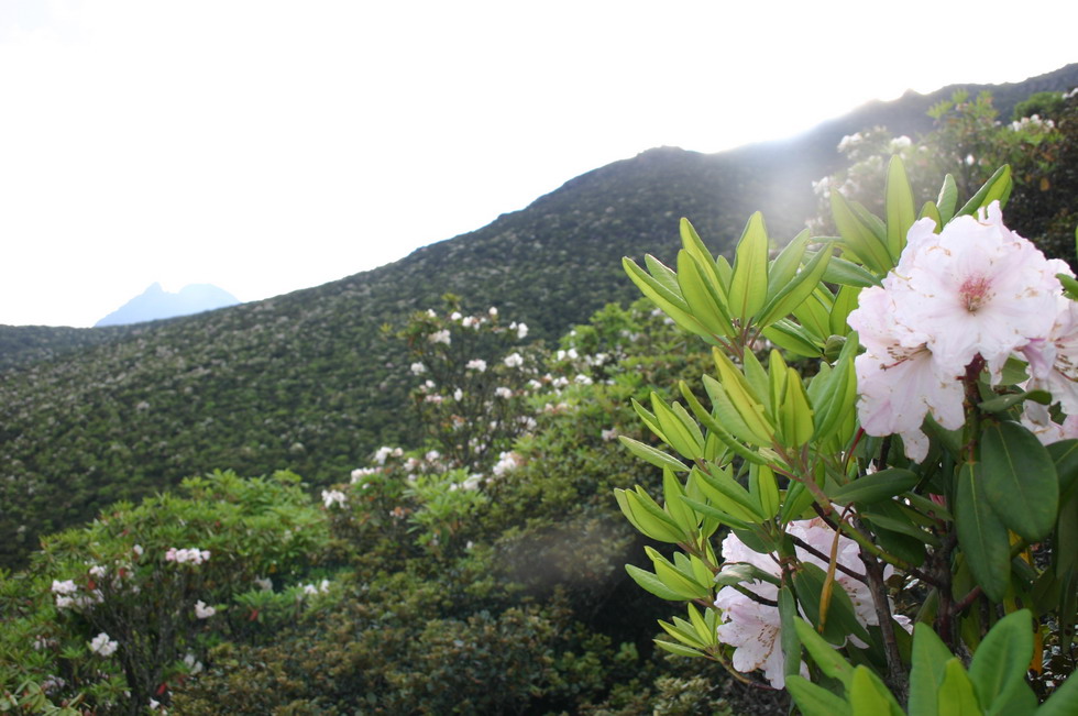 昭通藥山