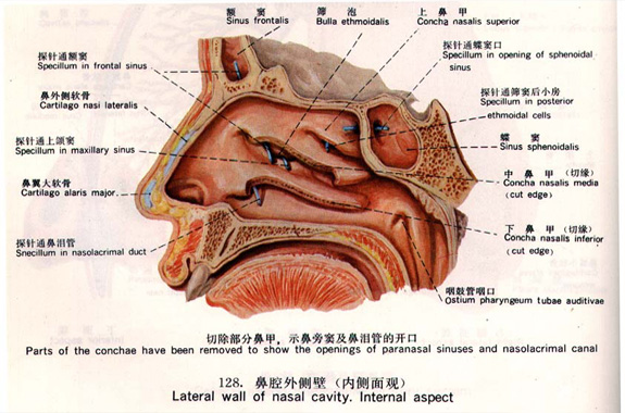 鼻竇