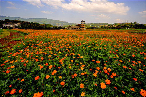 花木