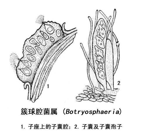 葡萄座腔菌