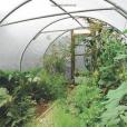 How to Grow Food in Your Polytunnel