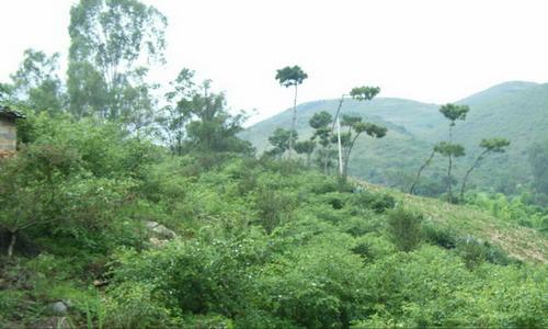 大高寨村山地