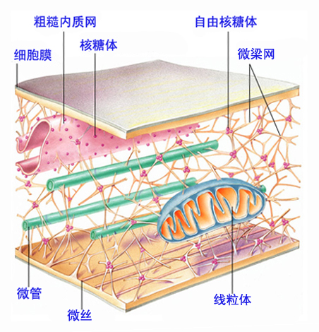 細胞質(cytoplasm)