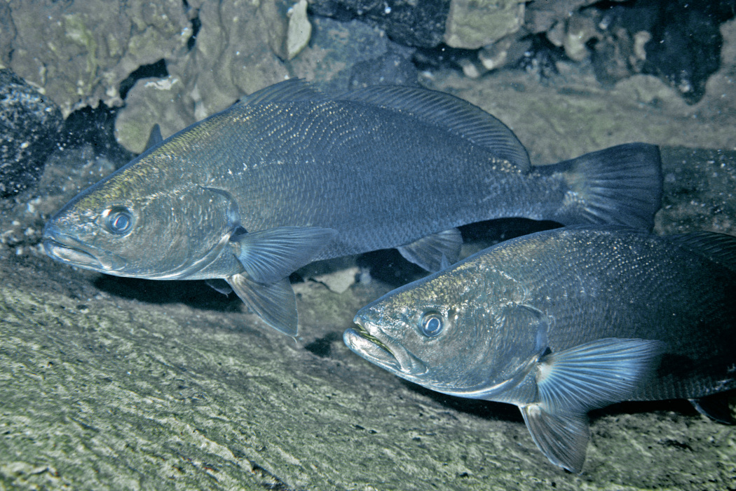 日本黃姑魚