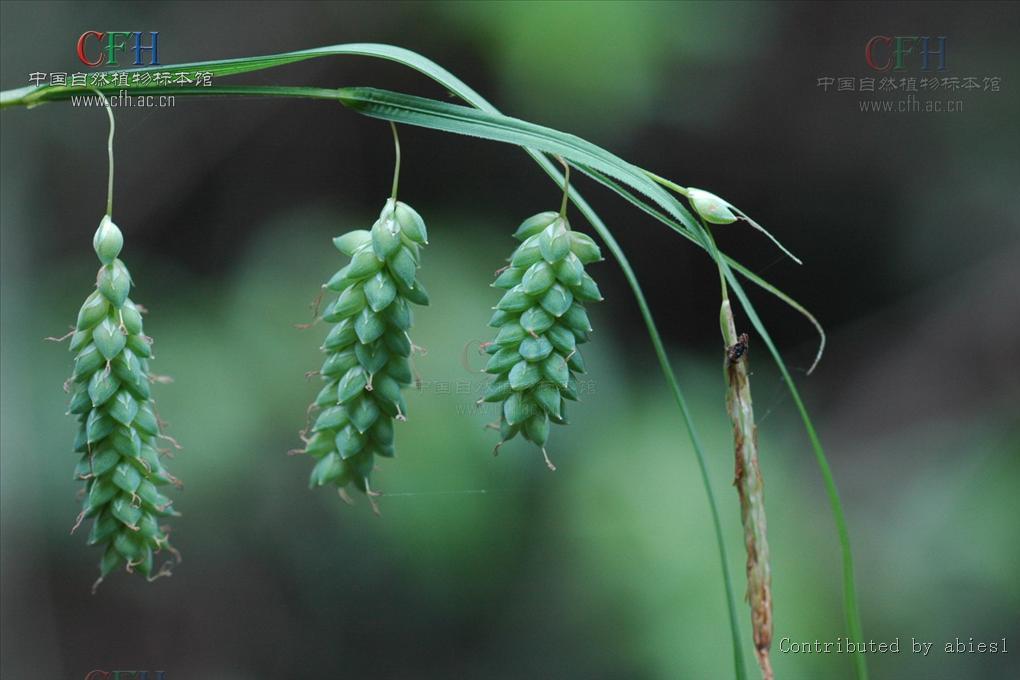 芒鱗苔草